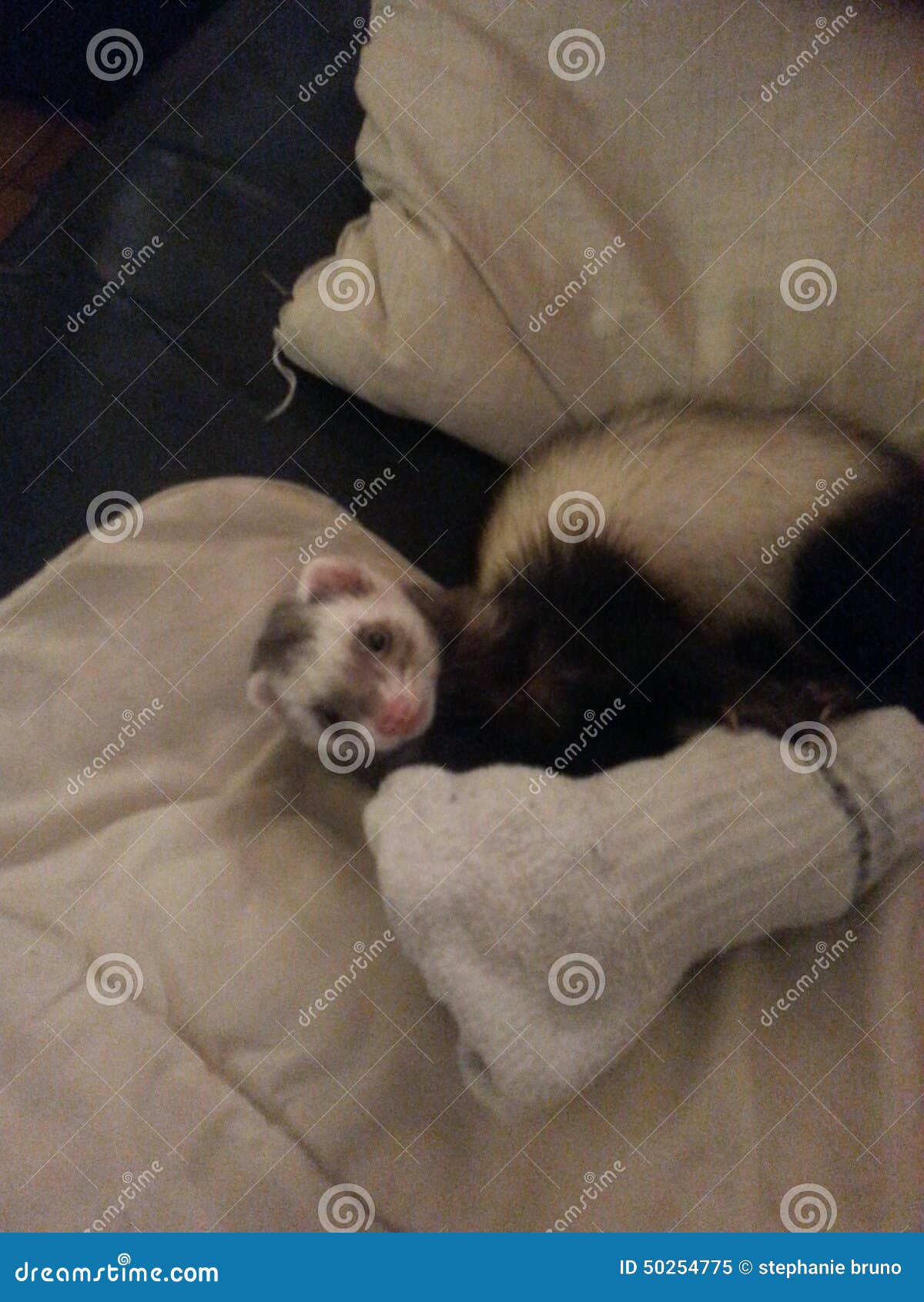 Ferret stock image. Image of female, femelle, titoo, animal 50254775