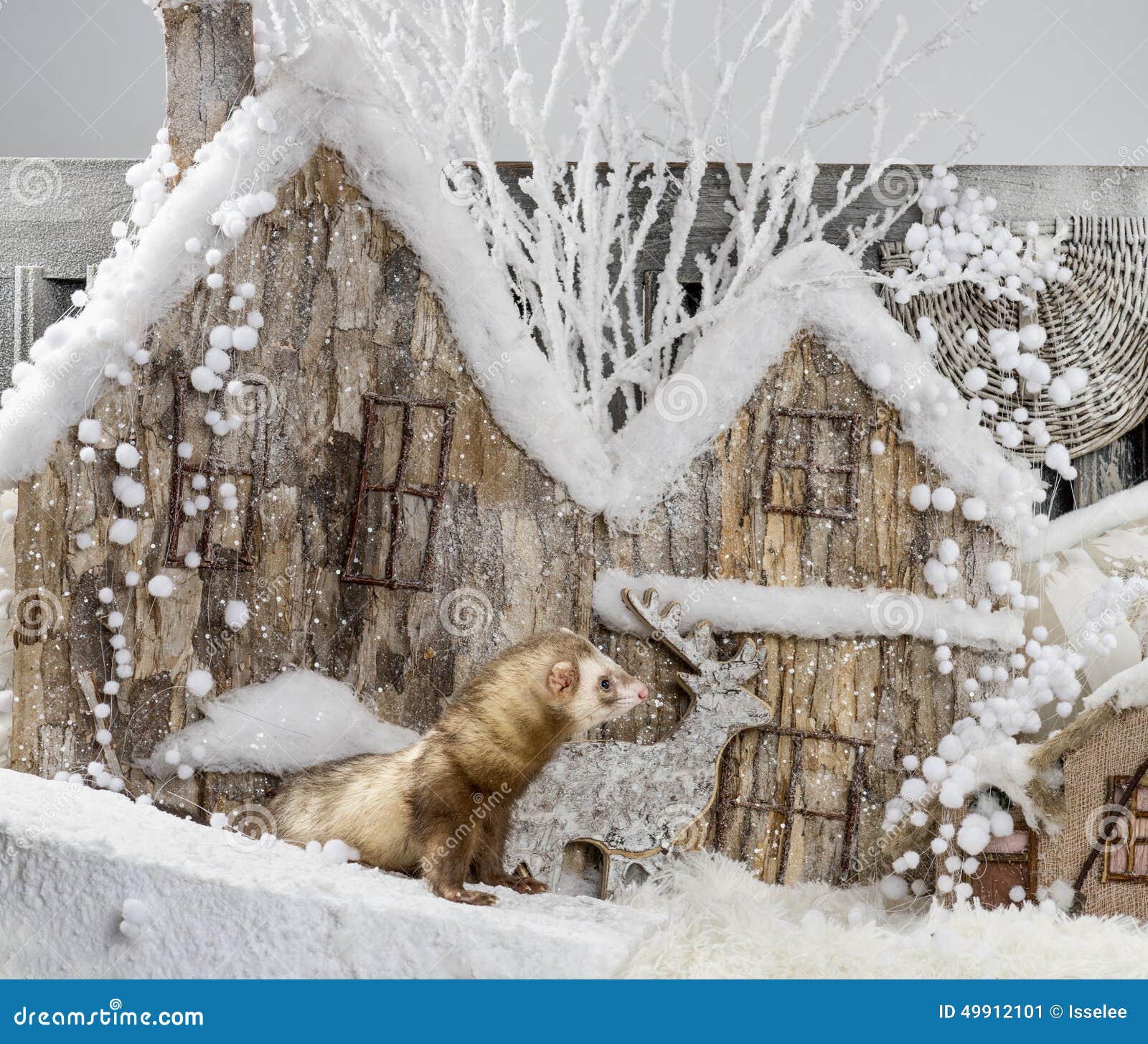 Ferret stock image. Image of snowy, studio, looking, festive 49912101