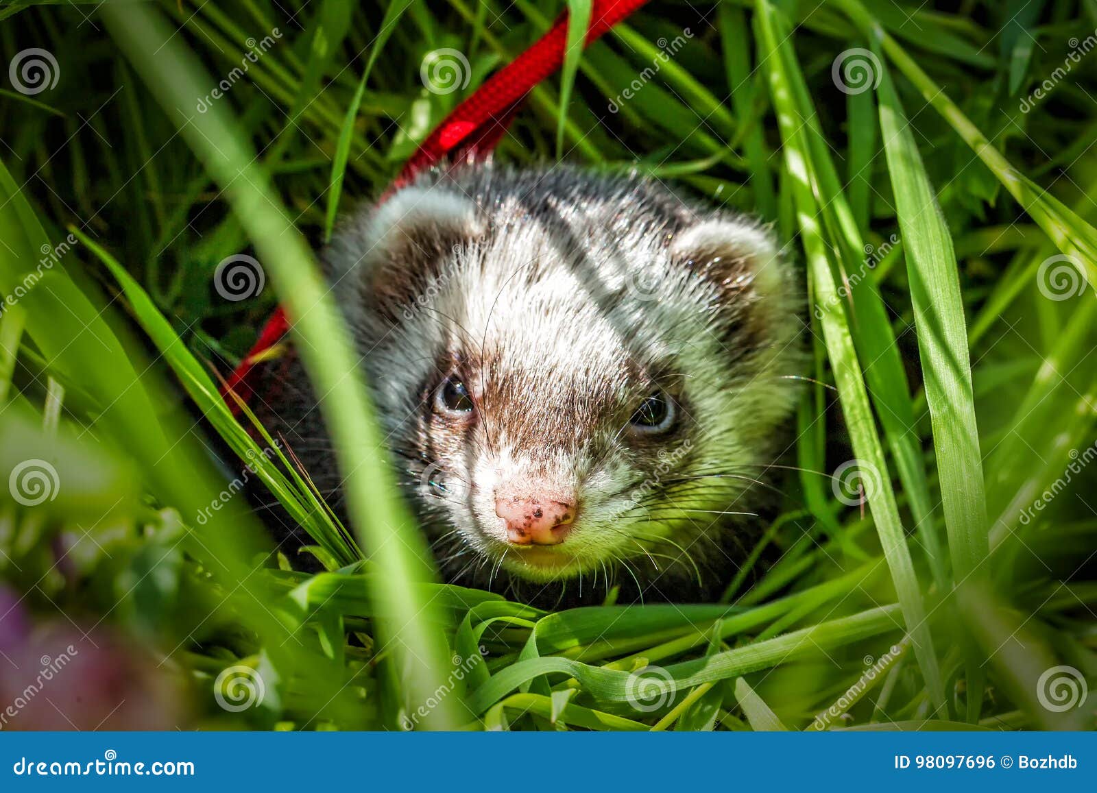 Ferret in the grass stock photo Image of daisy leaf Biology Diagrams