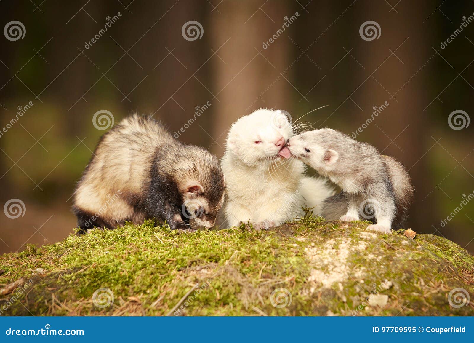 Ferret Group Posing in Forest on Moss for Portrait Stock Image Image