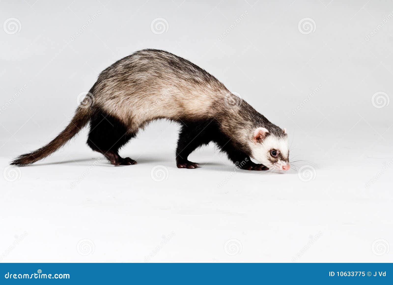 Ferret isolated stock image. Image of domestic, mammal 10633775