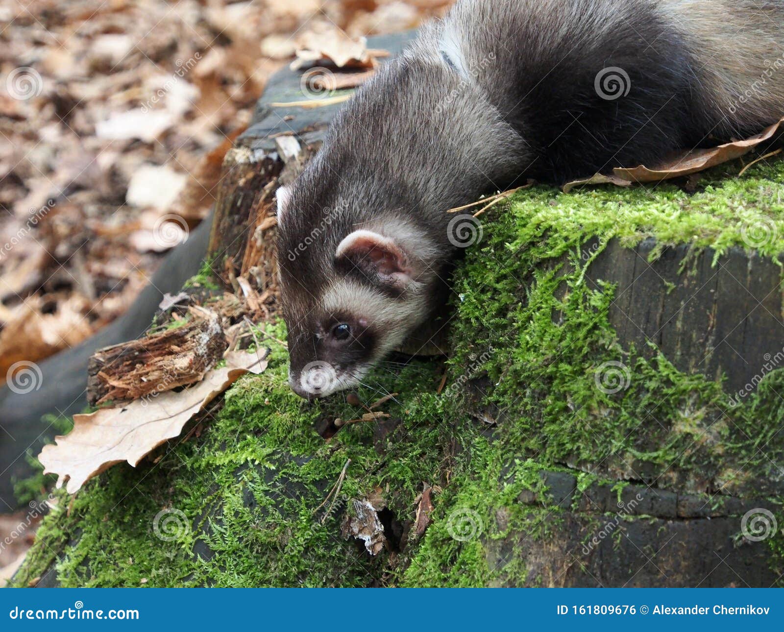 Ferret Lat. Mustela Mammal of the Family of Weasels, Predator, Close-up.  Stock Photo - Image of ferret, autumn: 161809676