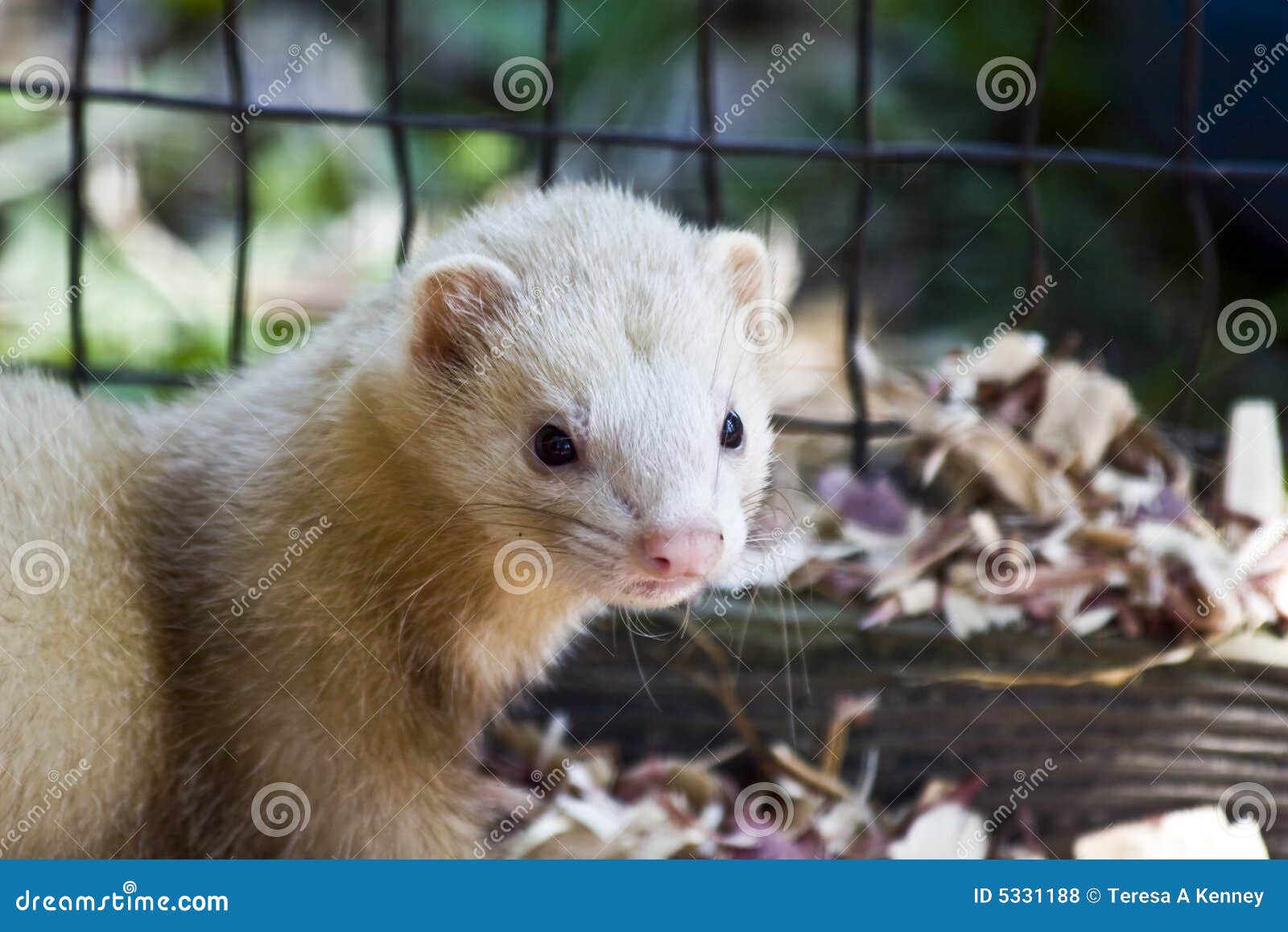 Ferret Rescued stock photo. Image of blond, farm, enclosure 5331188