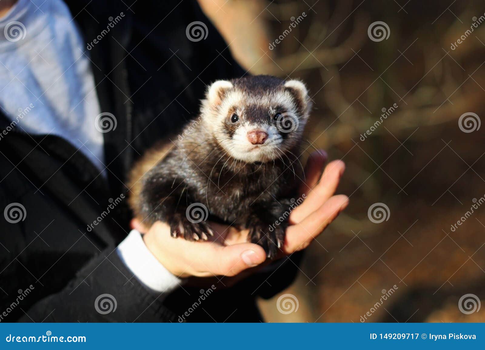 Black And White Ferret In The Hands Of A Woman Stock Image Image Of Blackfooted Sable 149209717