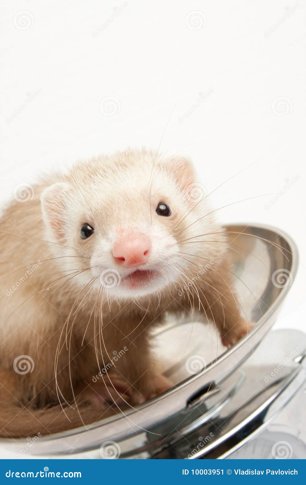 Ferret on the scale stock image. Image of sable, friendship 10003951