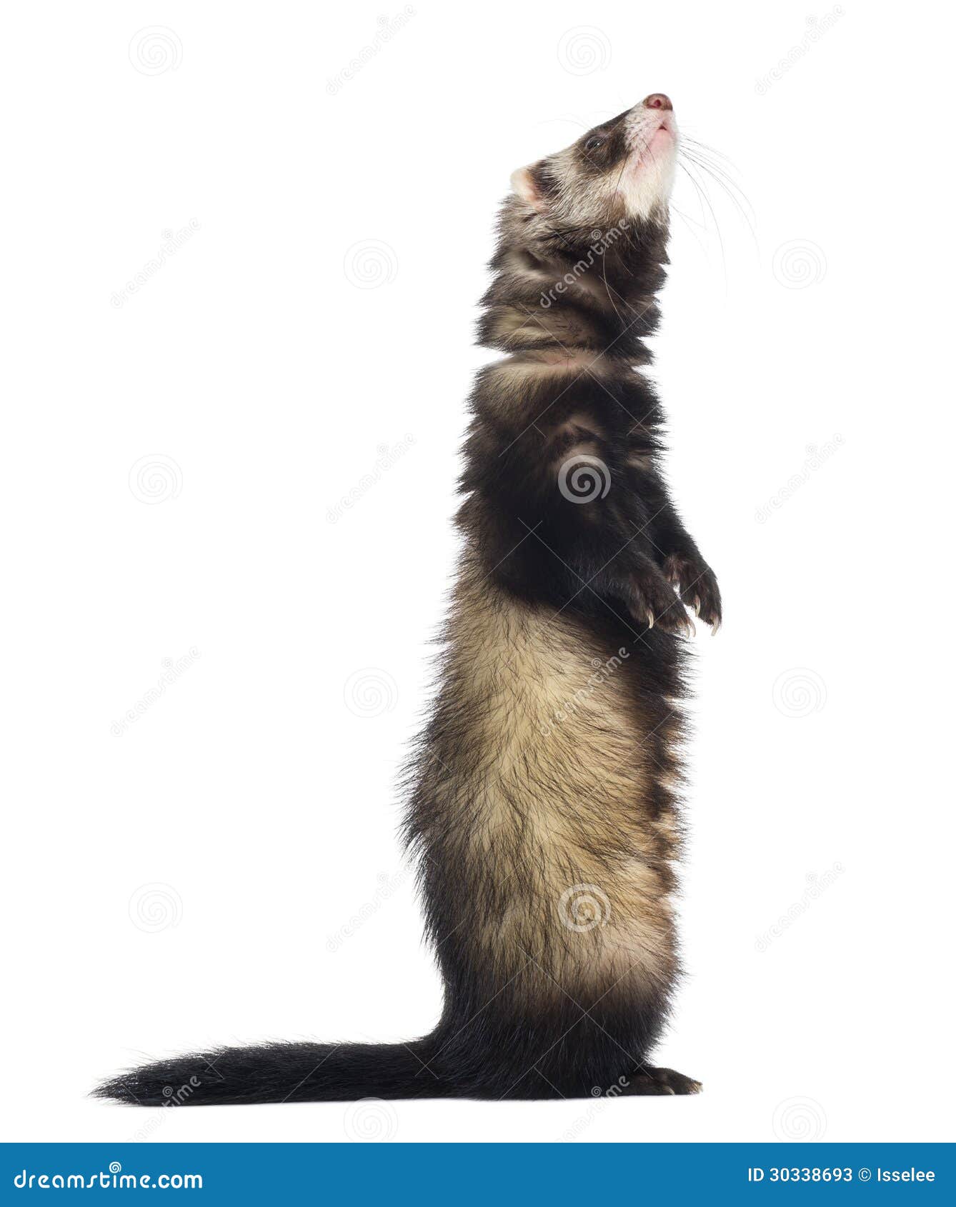 Ferret Standing on Hind Legs and Looking Up Stock Image Image of