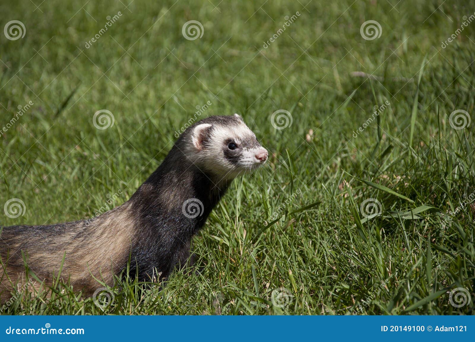 Ferret Walking in the Grass Stock Photo Image of walk, predator 20149100