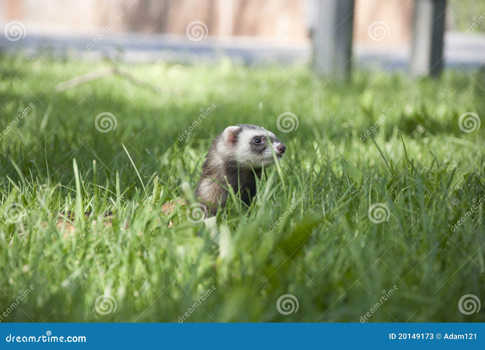 Ferret Walking in the Grass Stock Image Image of prey, furry 20149173