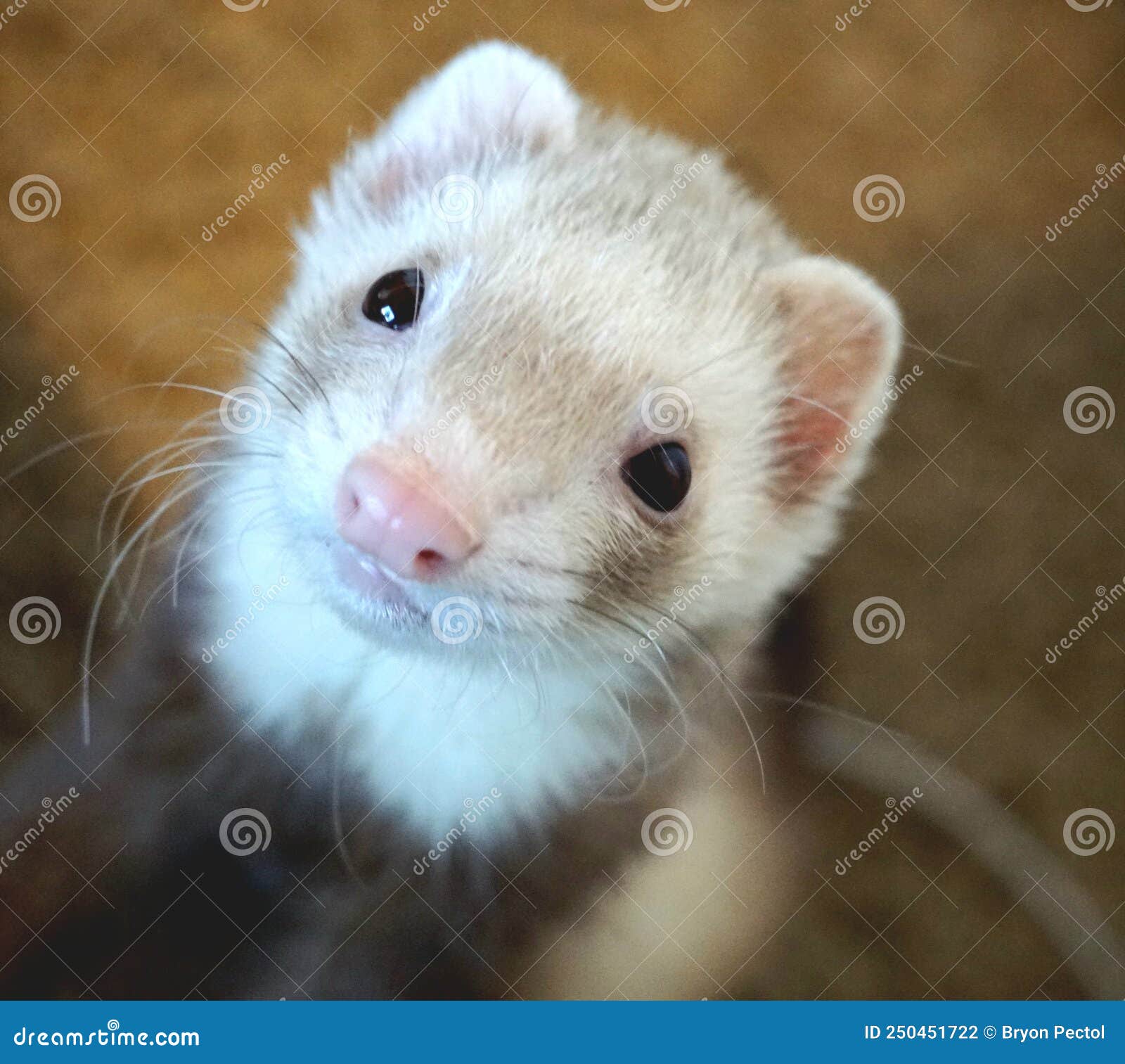 Ferret stock photo. Image of brown, portrait, white 250451722