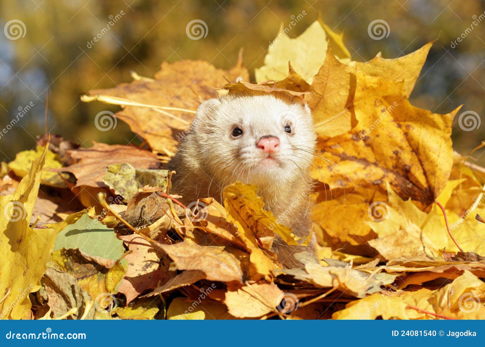 Ferret in Yellow Autumn Leaves Stock Photo Image of park, golden