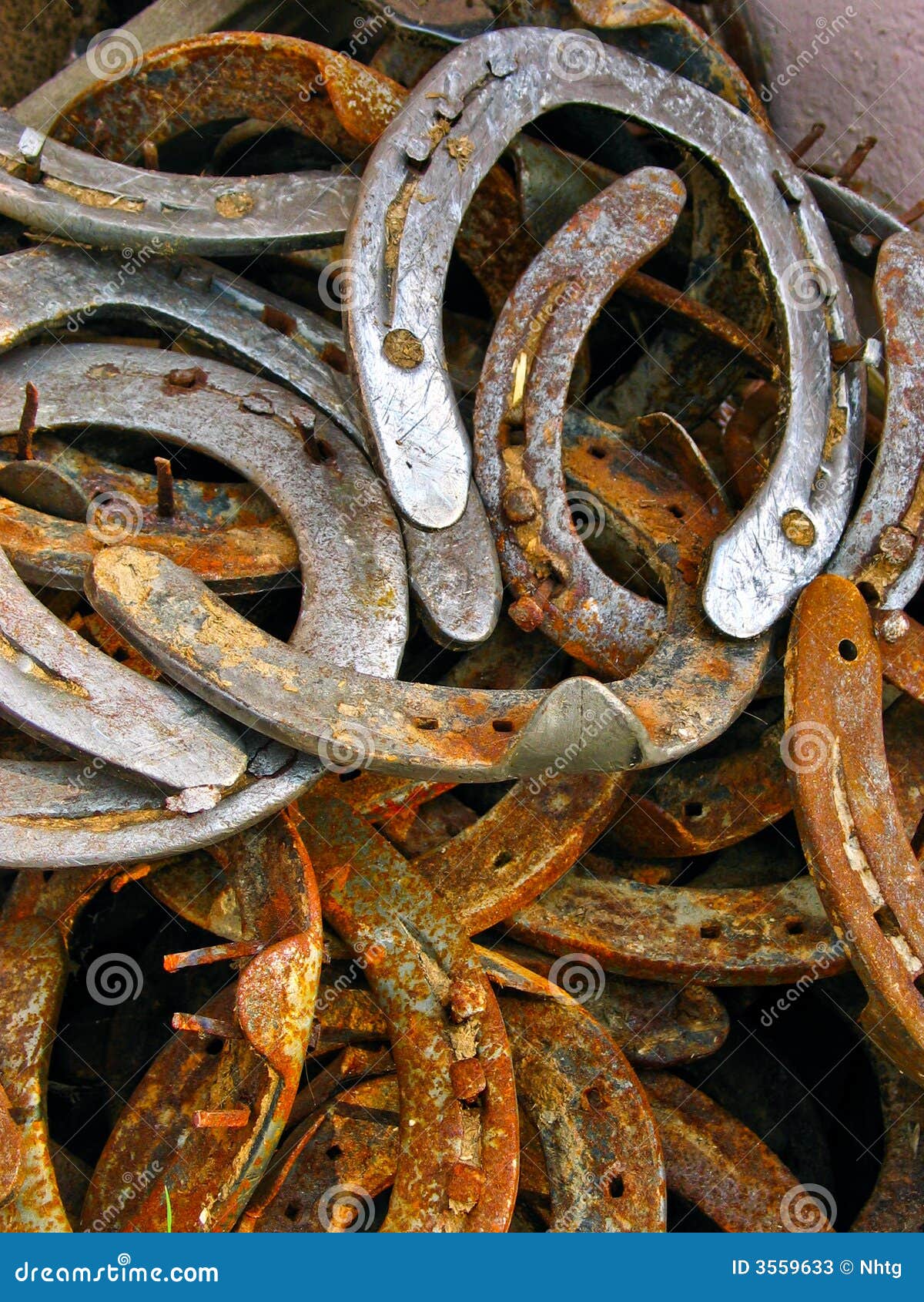 Piedi Di Cavallo Marrone E Zoccoli Con Ferro Di Cavallo In Acciaio, Dettaglio Closeup Foto Stock