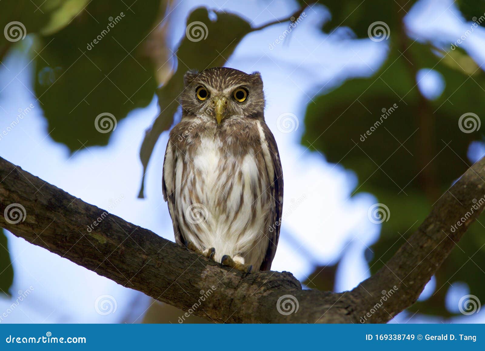 ferruginous pygmy-owl  837812