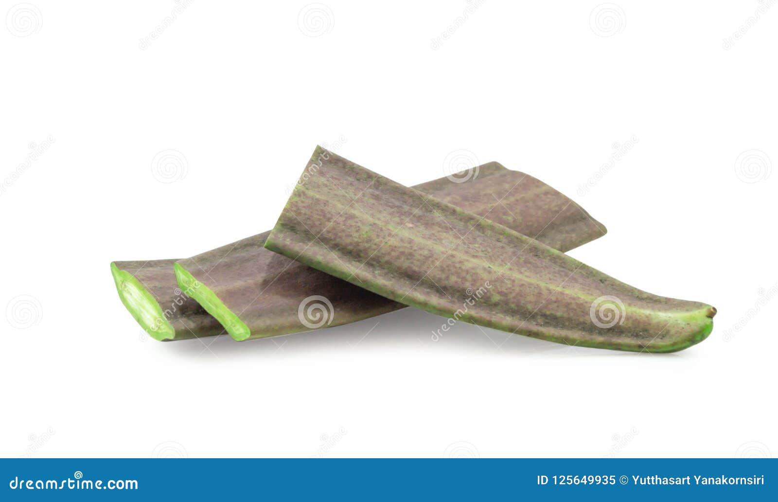 fersh broken bone tree,damocles tree  on white background