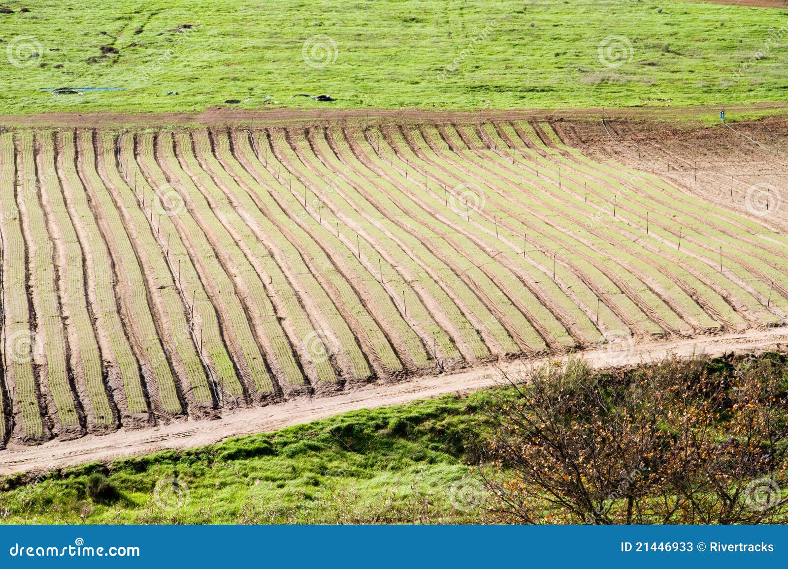 big farm mobile harvest help fertile corn big farm mobile harvest help fertile corn