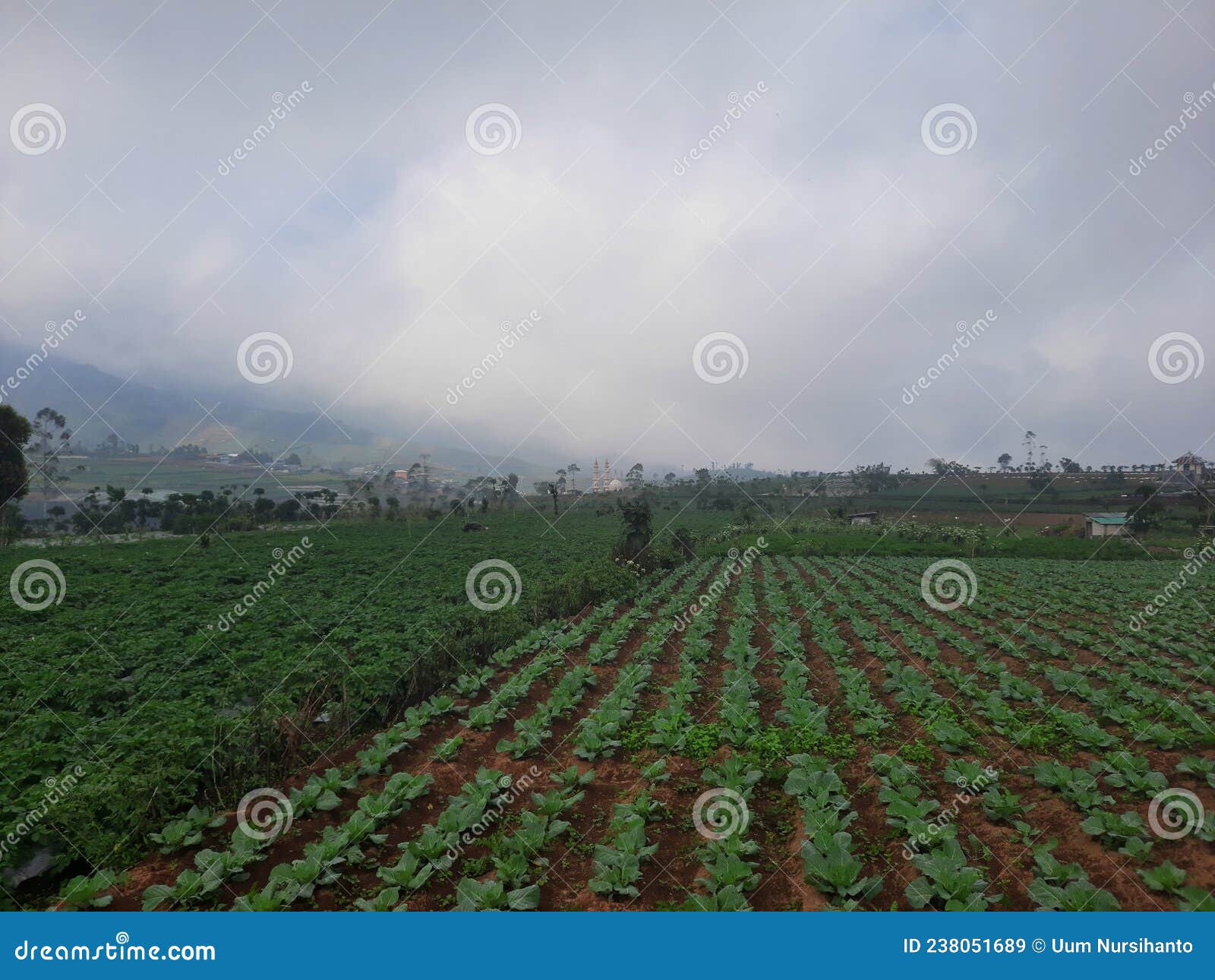 Fertile Potato Growing Season on Dieng Mountain Plain Stock Image