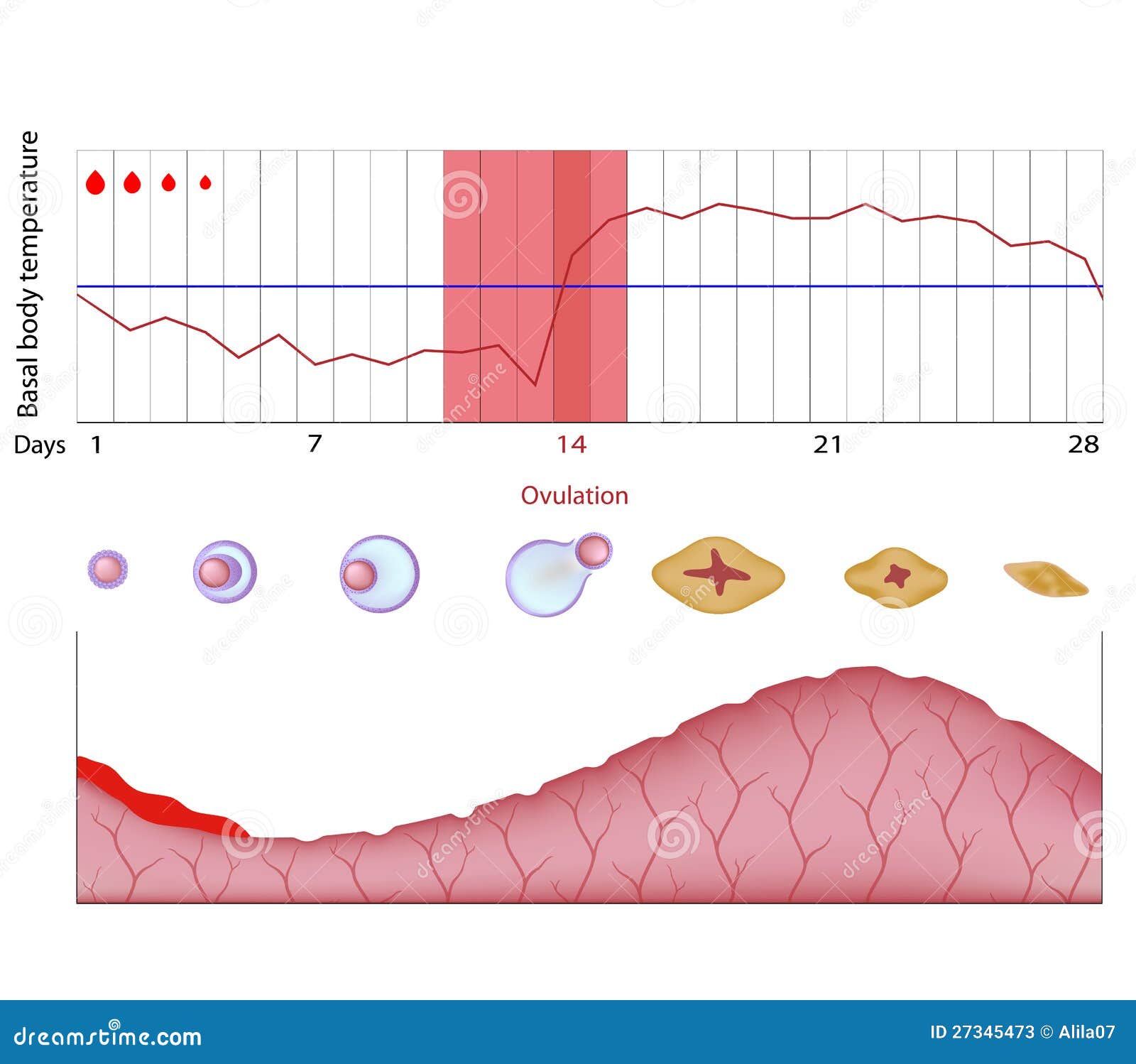 Menstrual Cycle Body Temperature Chart