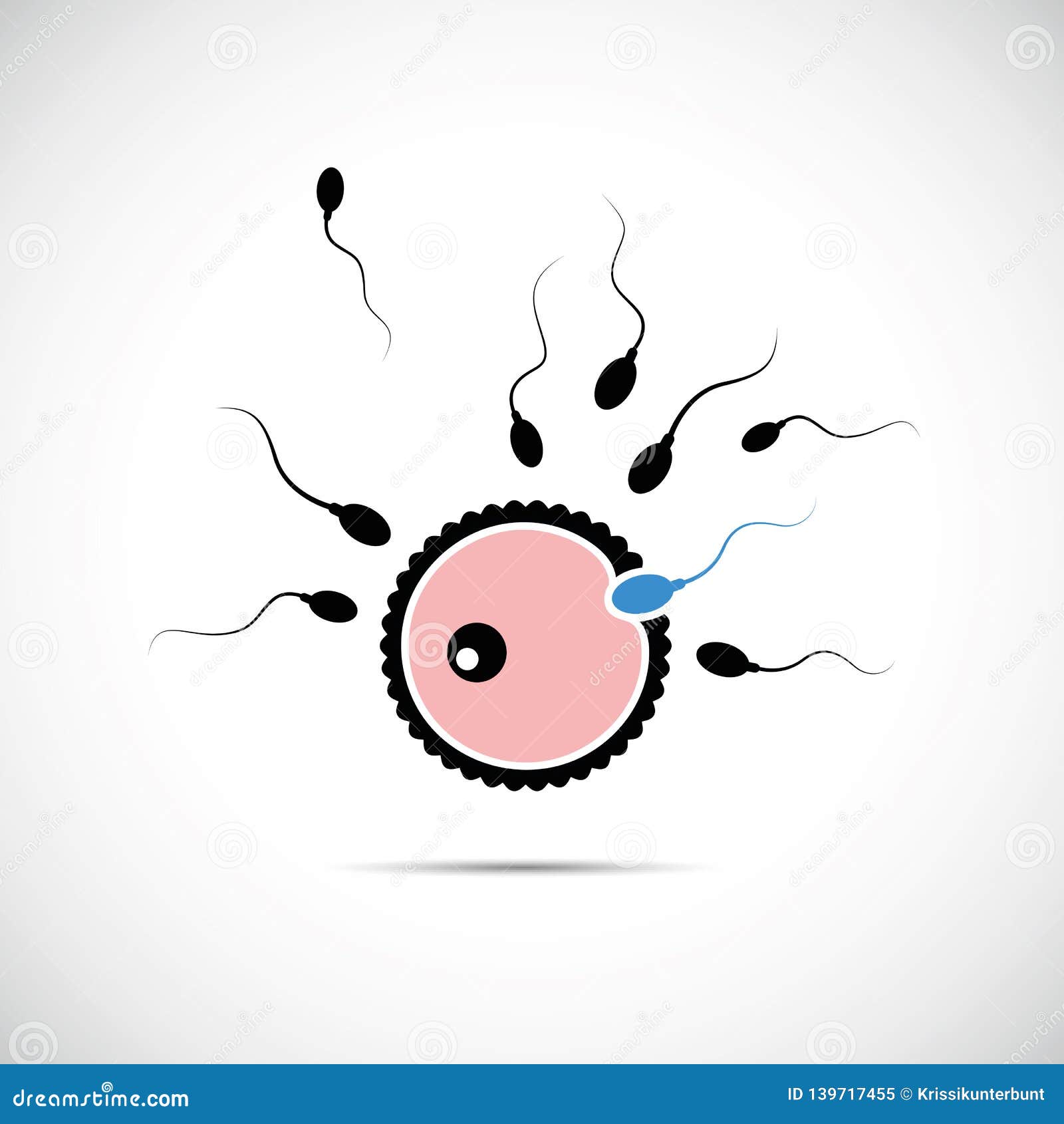 fertility reproduction of ovum and spermatozoon blue