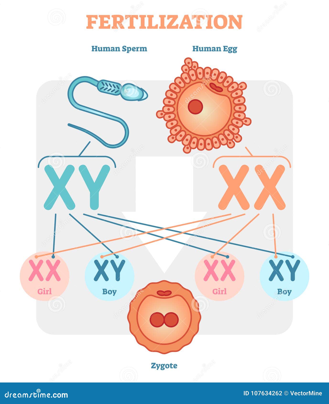 fertilization diagram