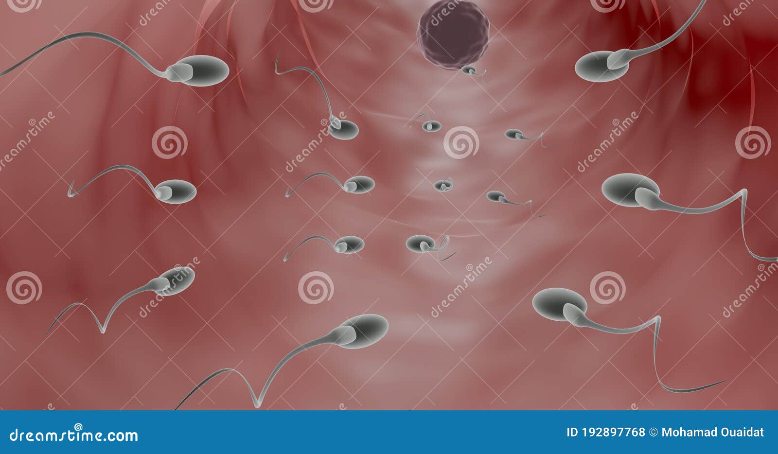 fertilization animation