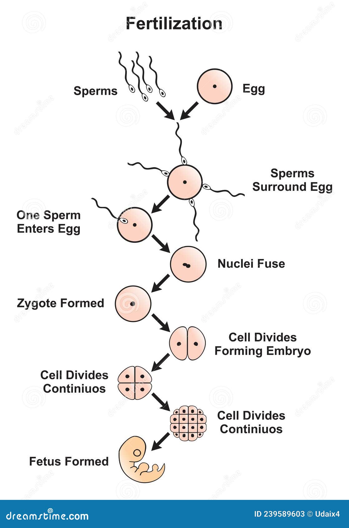 journey of sperm to egg timeline