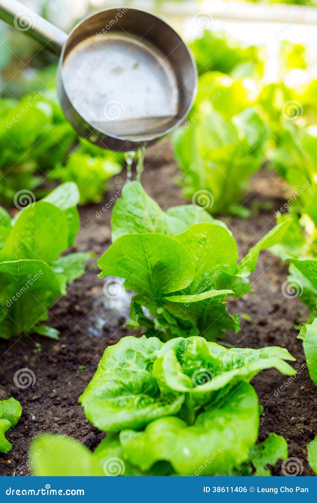Fertilization of lettuce stock photo. Image of fertilizer 38611406