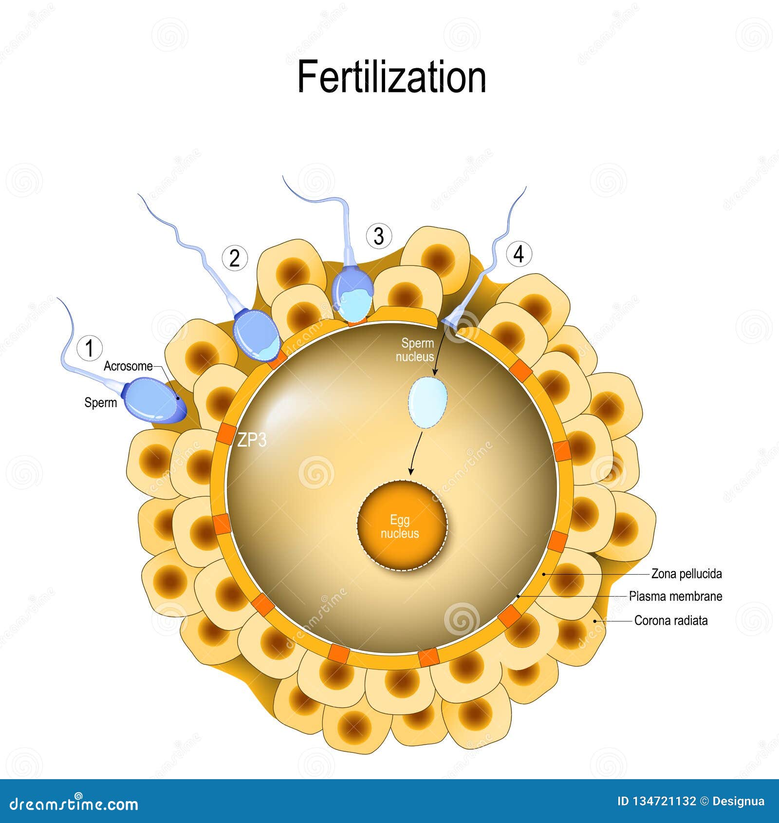  Fertilization  Sperm Contacts The Surface Of An Egg  Stock 