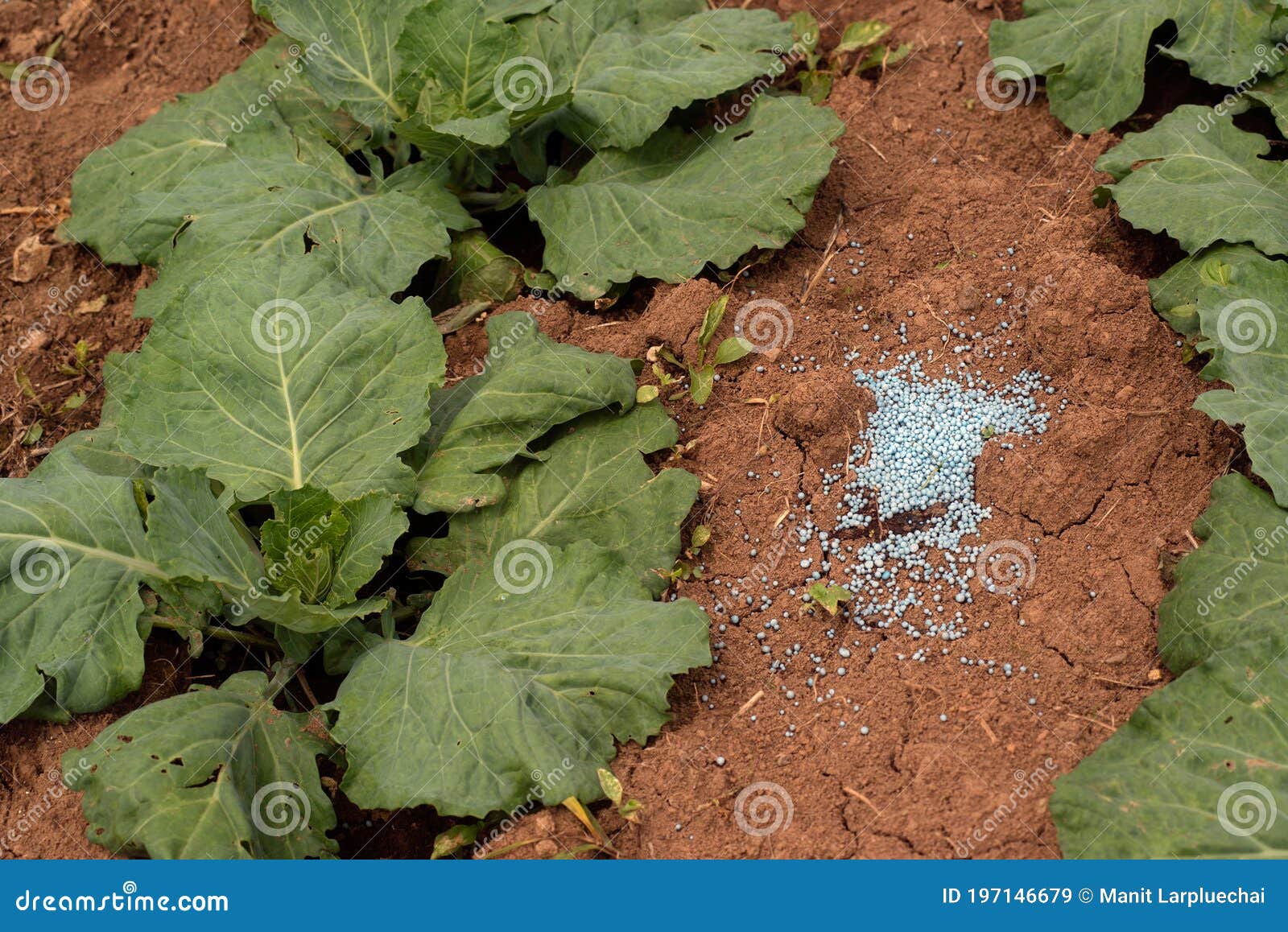 Fertilizer Added between the Cabbage To Dissolve when it Gets Water