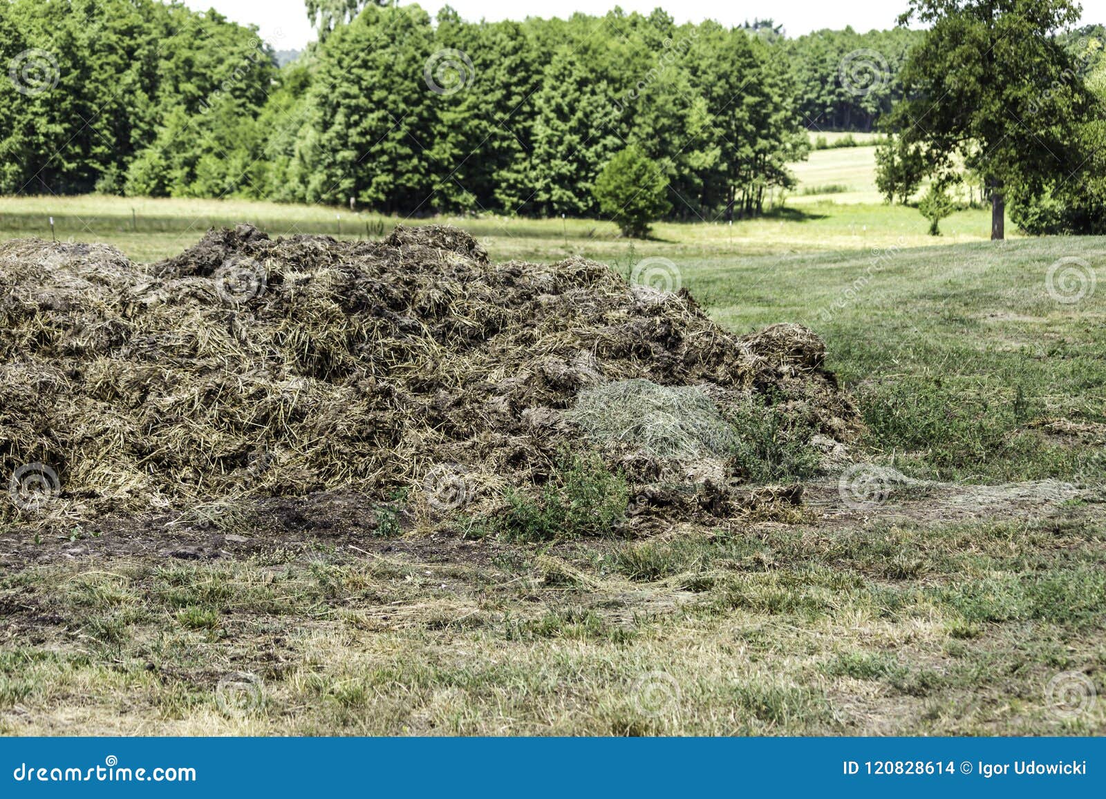 Fertilizer From Cow Manure And Straw Stock Photo Image Of Bull
