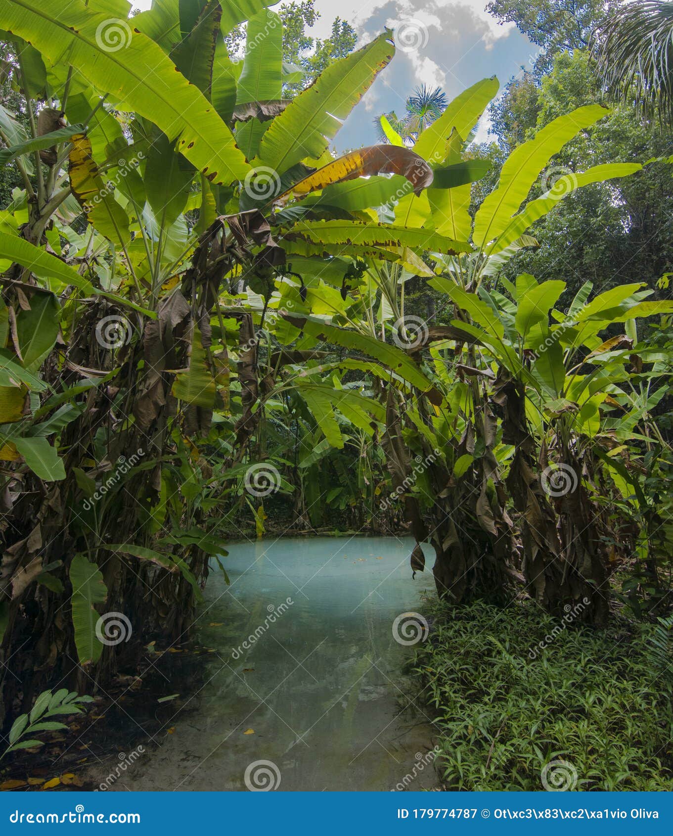 a fervedouro pool in jalapÃÂ£o. fervedouro do ceiÃÂ§a, the main one in jalapao.
