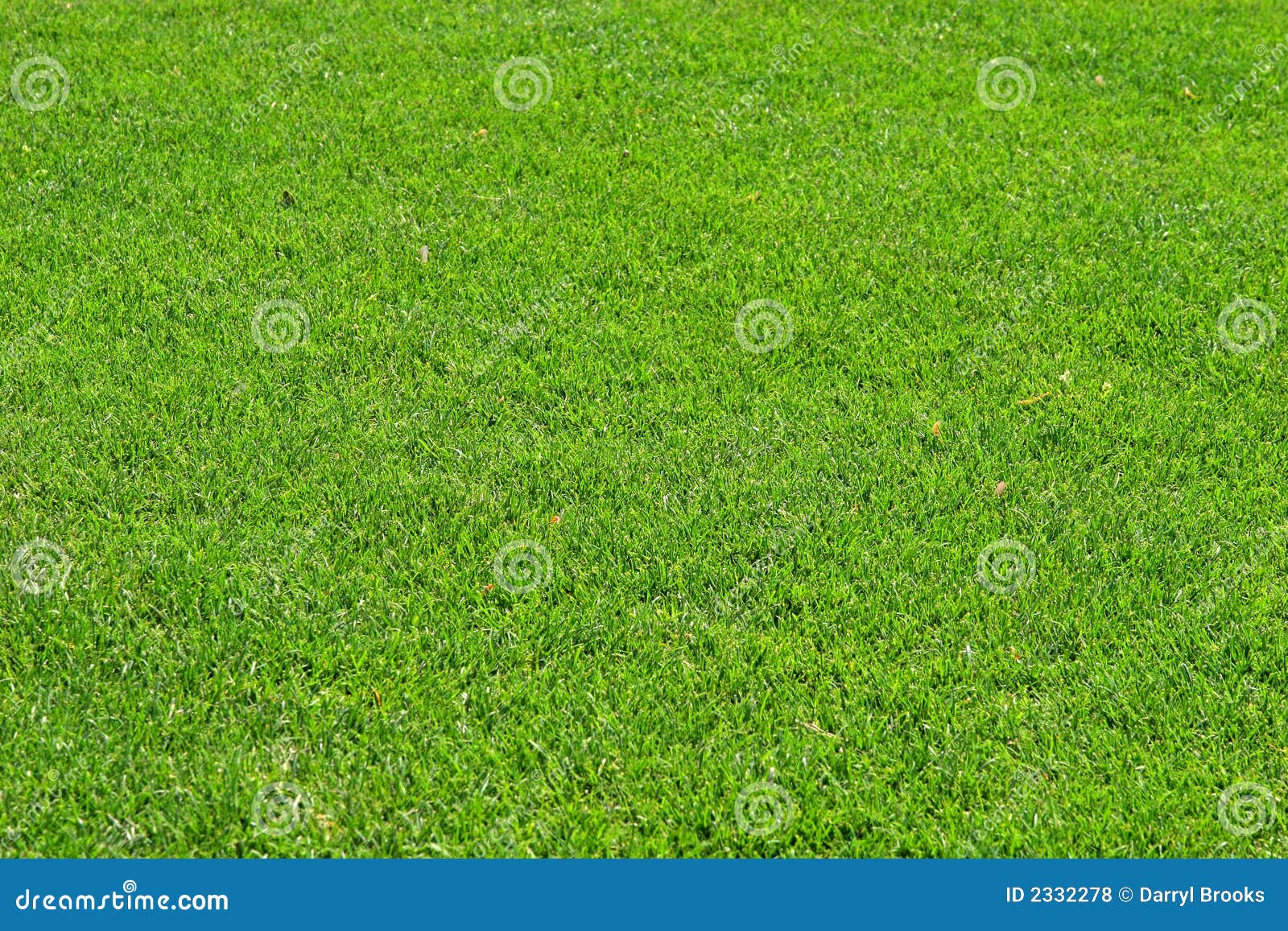 Fescue Grass Stock Photo Image Of Plant Closeup Garden 2332278