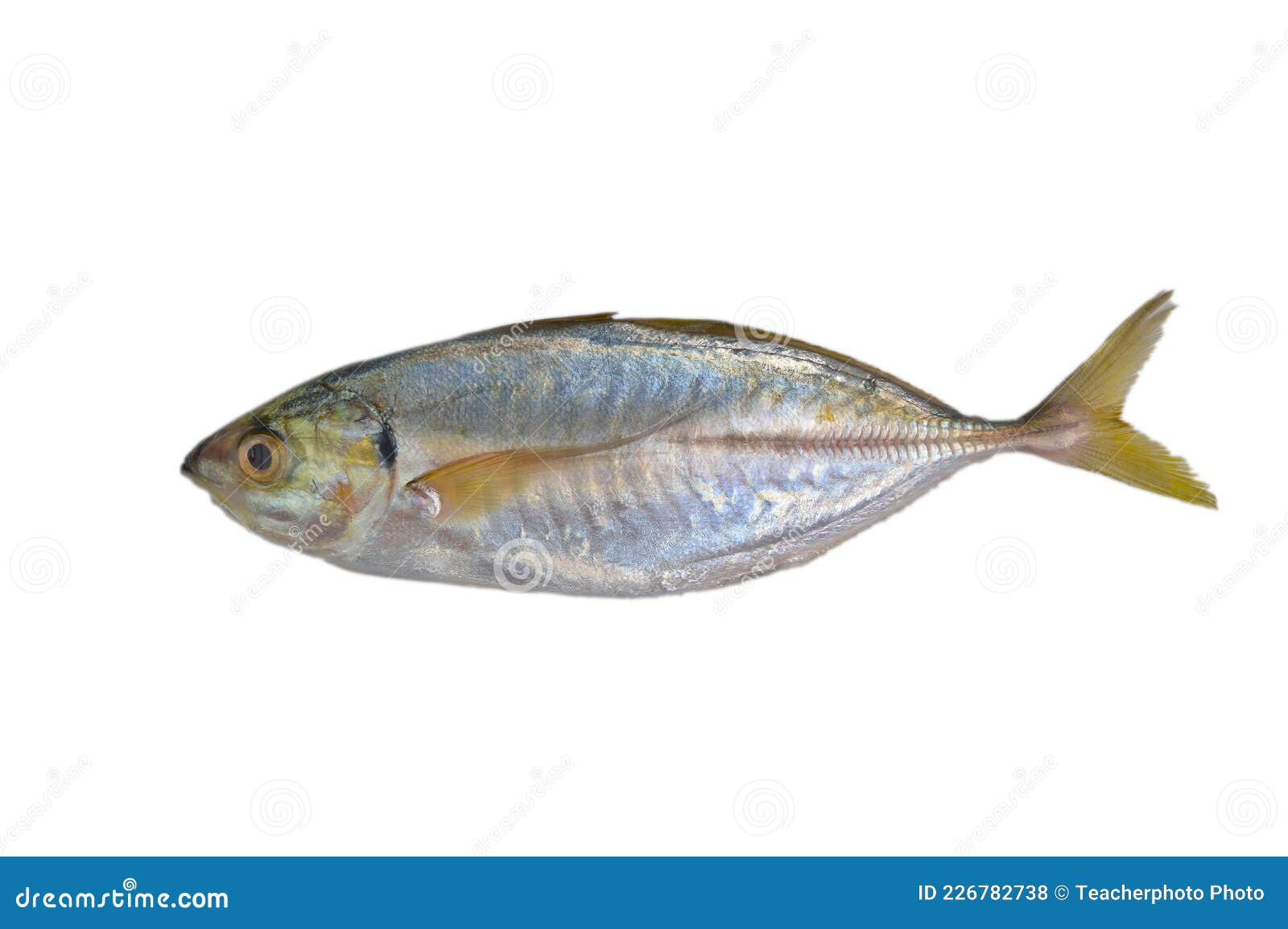 Fesh Raw Fish Called As Rastrelliger Kanagurta Or Mackerel Fish