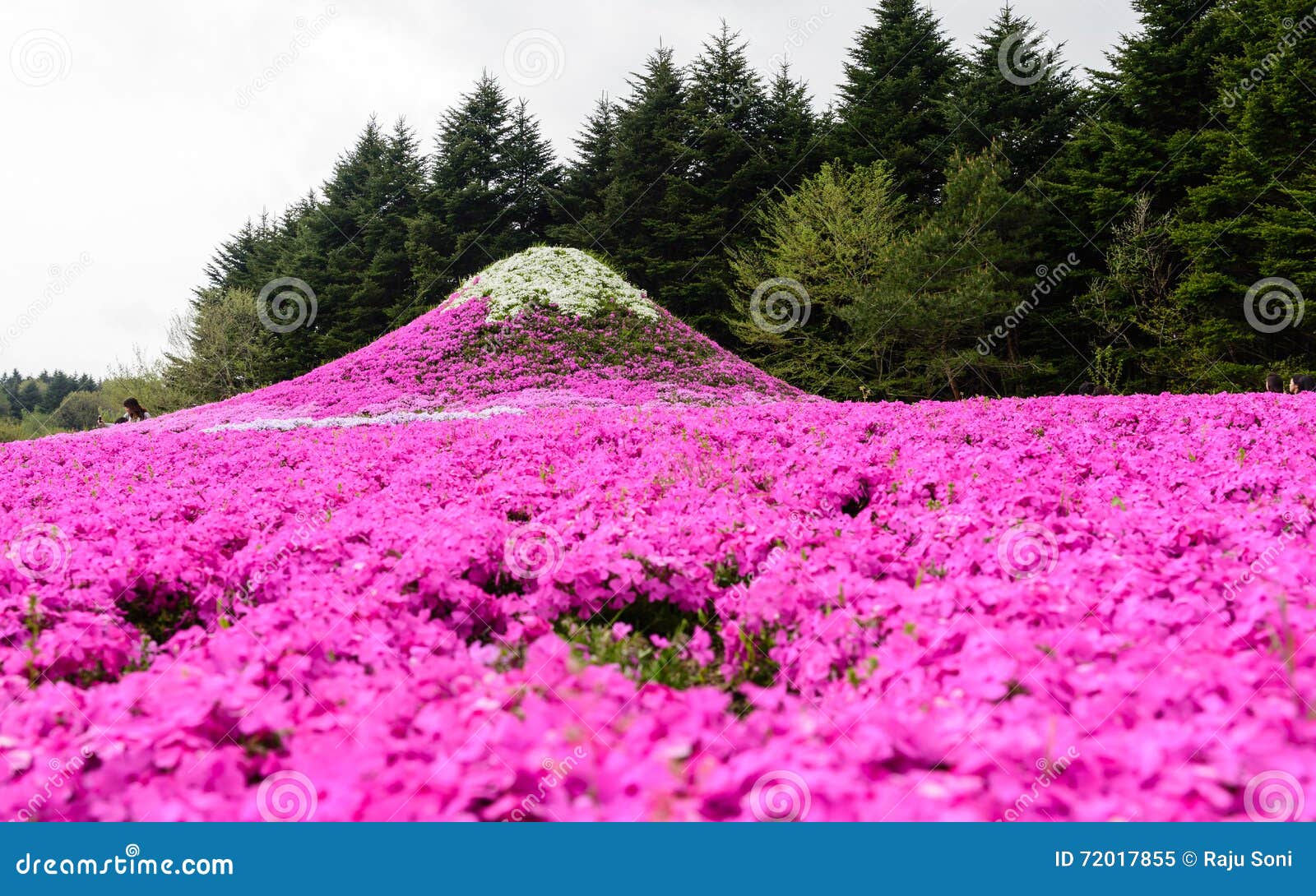 Festival de Japão Shibazakura com o campo do musgo cor-de-rosa de Sakura ou da flor de cerejeira com montanha Fuji no fundo