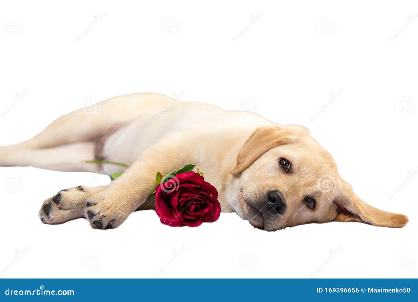 Cute Dog Holds Red Rose and Declares Its Love Somebody Stock Photo ...
