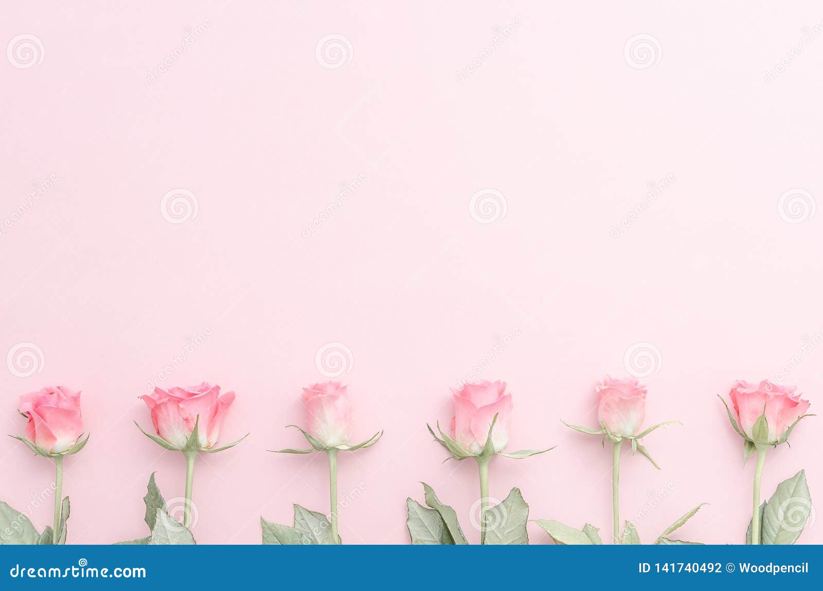 festive rose bud flower composition on the pastel pink background. overhead top view, flat lay. copy space. birthday