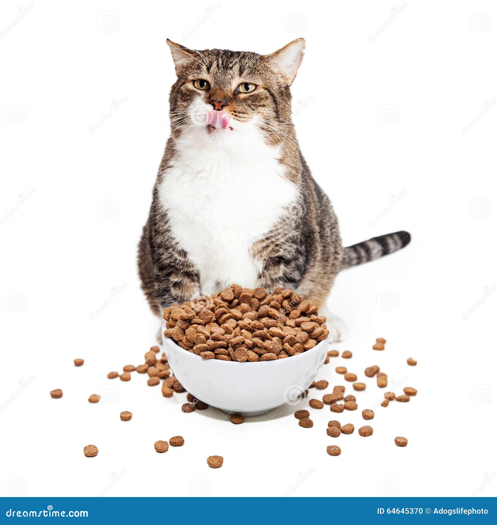 Feta Cat Eating Heaping Bowl Av Mat Arkivfoto Bild av högt, inomhus
