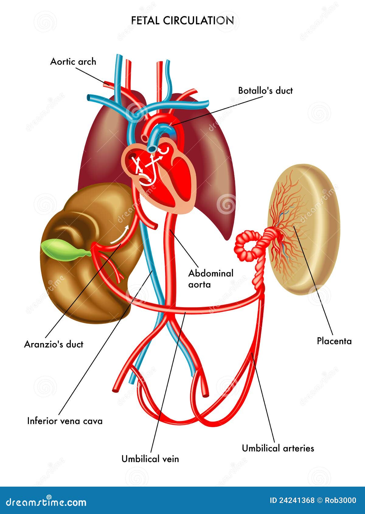 Placenta Circulation Stock Illustrations – 9 Placenta Circulation Stock  Illustrations, Vectors & Clipart - Dreamstime