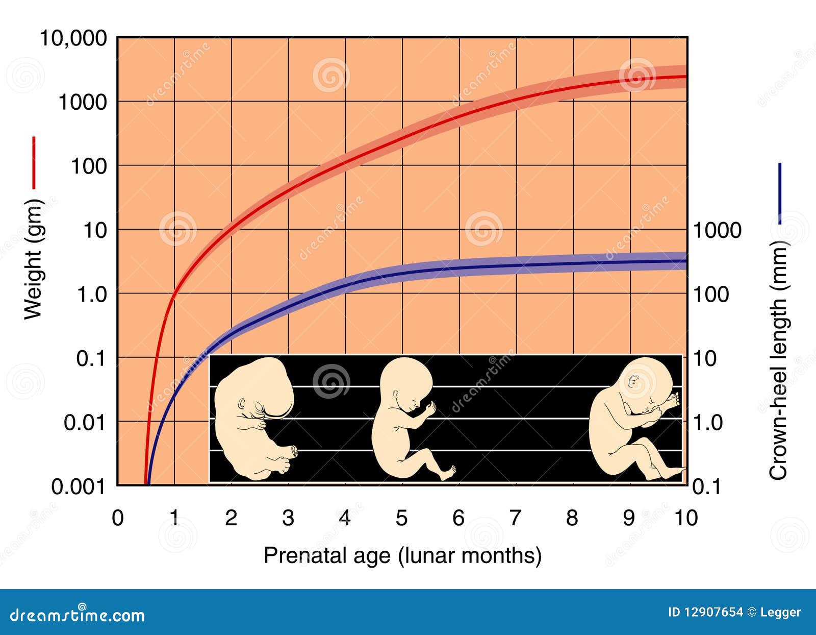 Fetal Development Chart