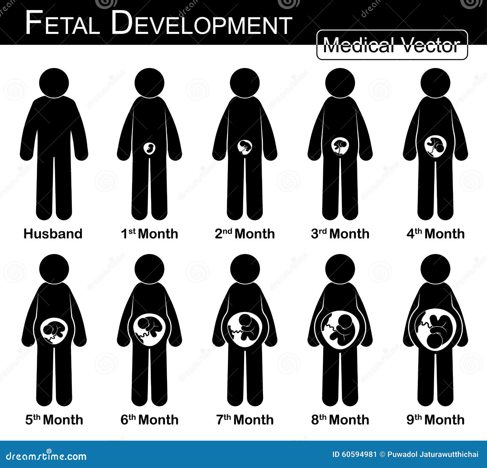 Womb Growth Chart