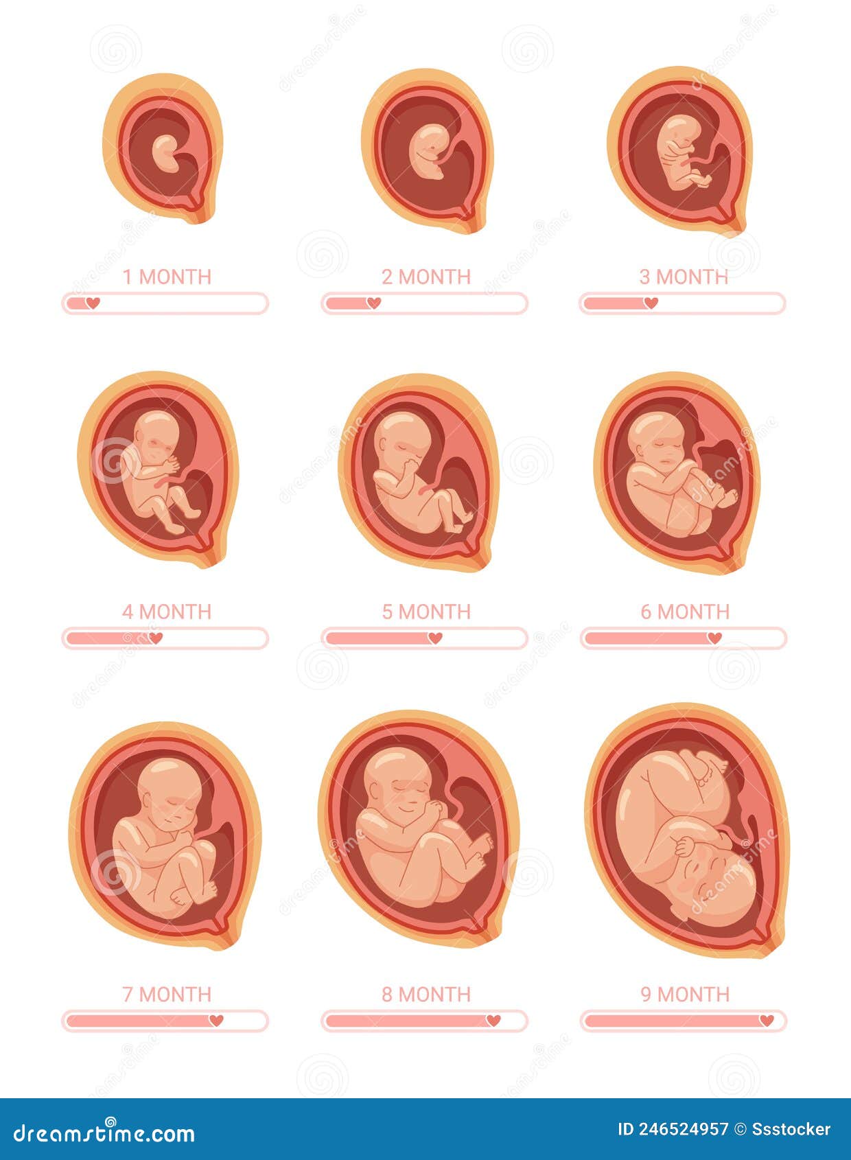 stages of baby in the womb