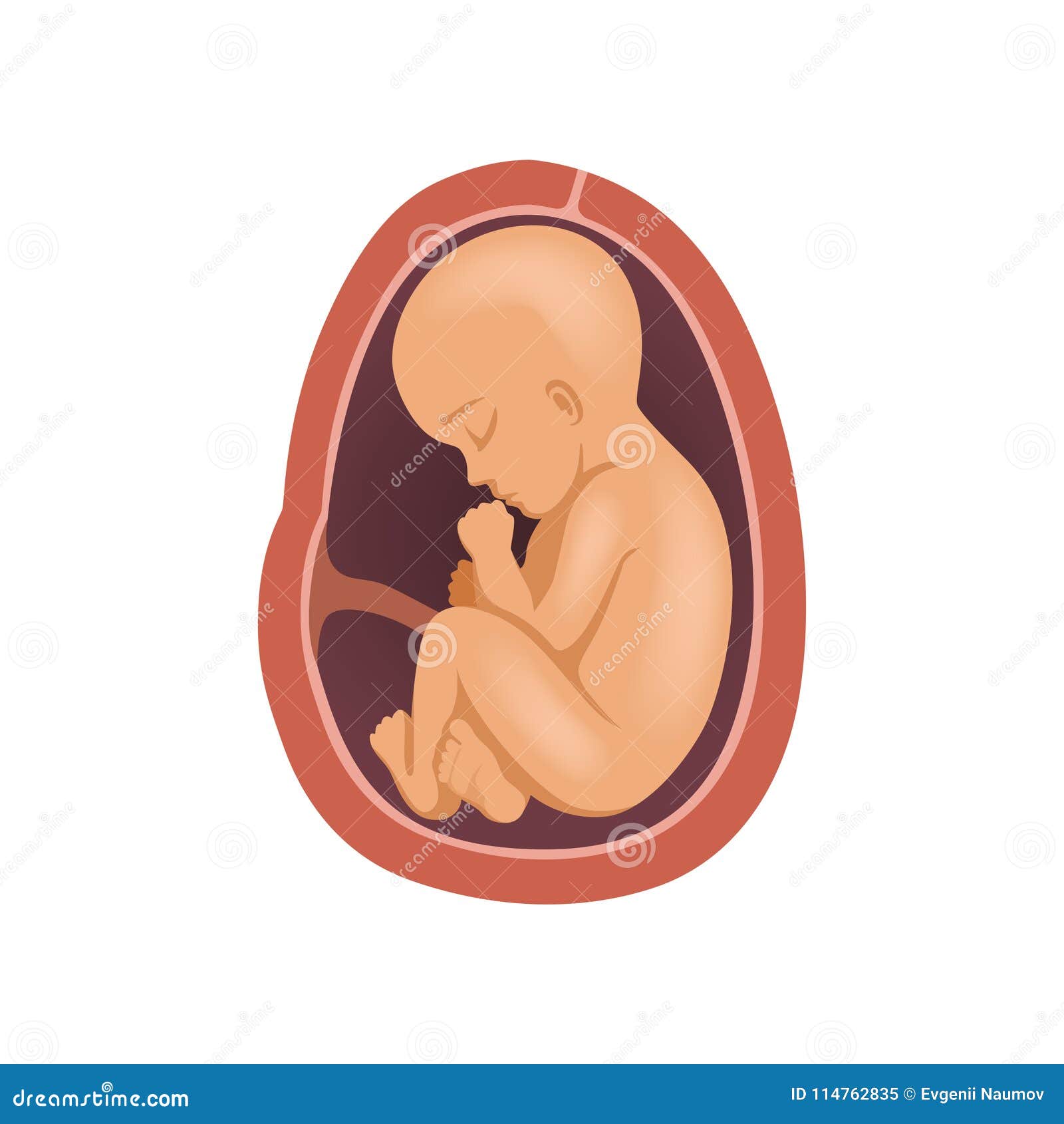9 Meses en la matriz: Una mirada más notable al desarrollo del feto 