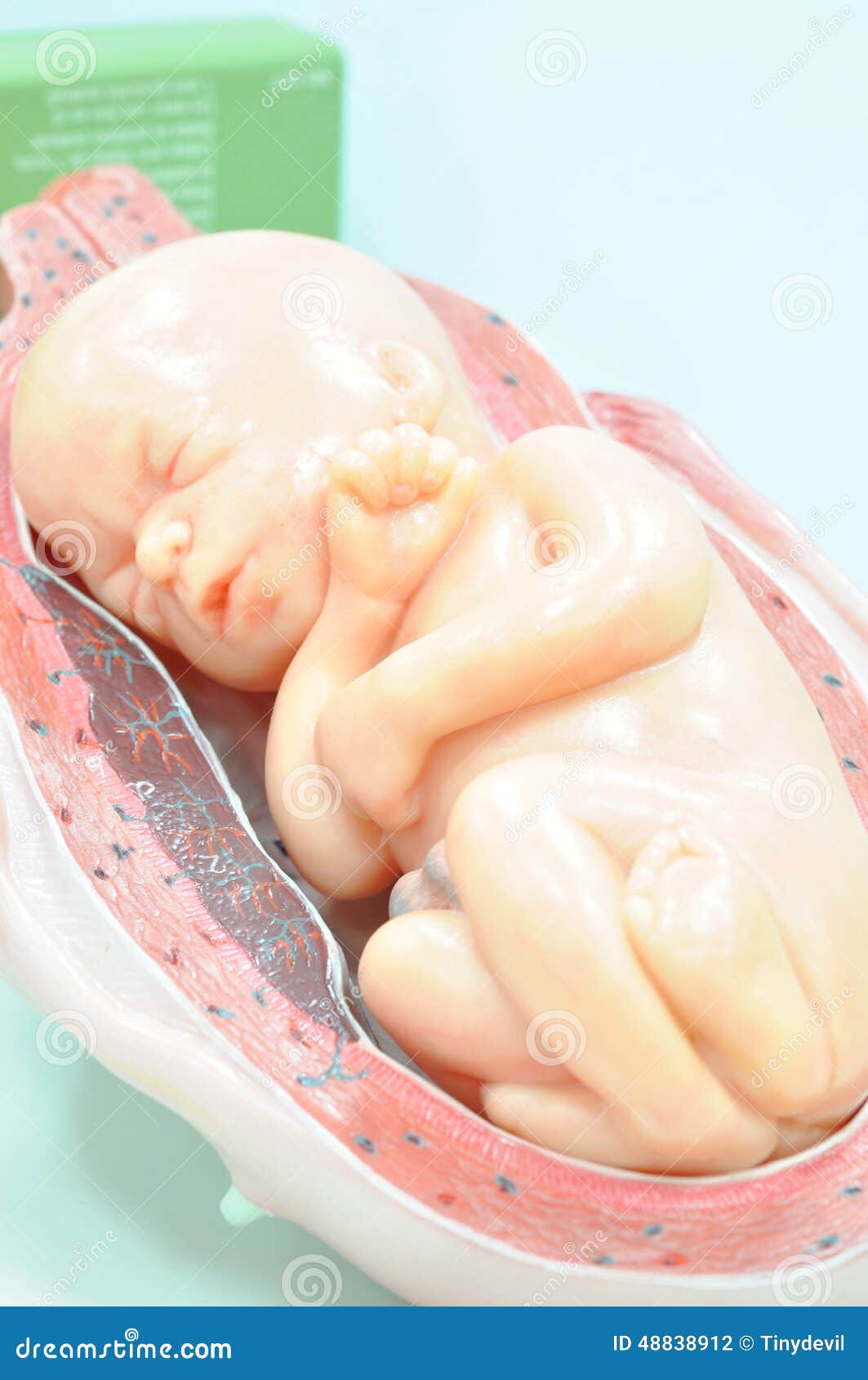 Feto Nel Settimo Mese Fotografia Stock Immagine Di Medicina 4812