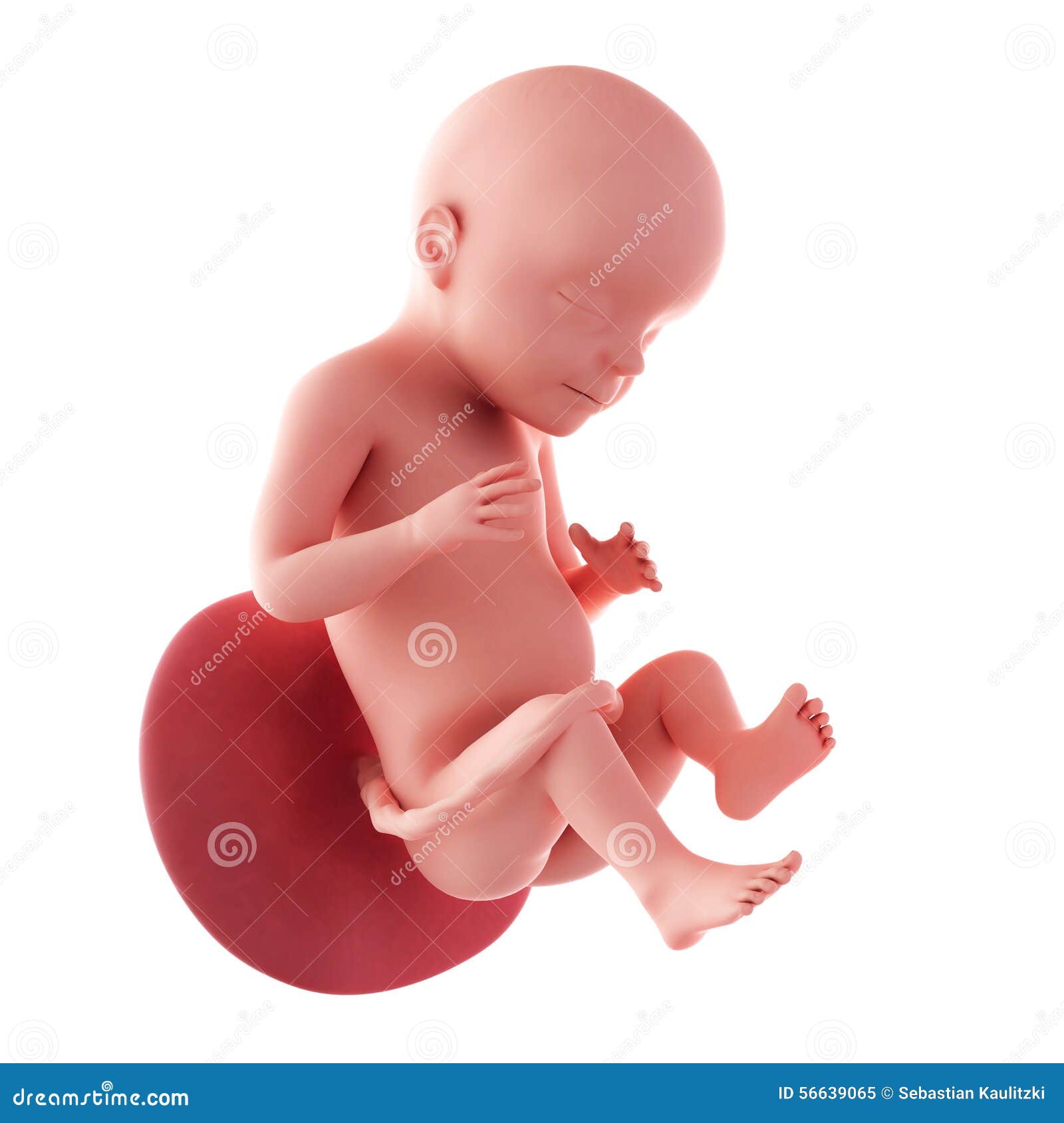 Feto Settimana 28 Illustrazione Di Stock Illustrazione Di Salute