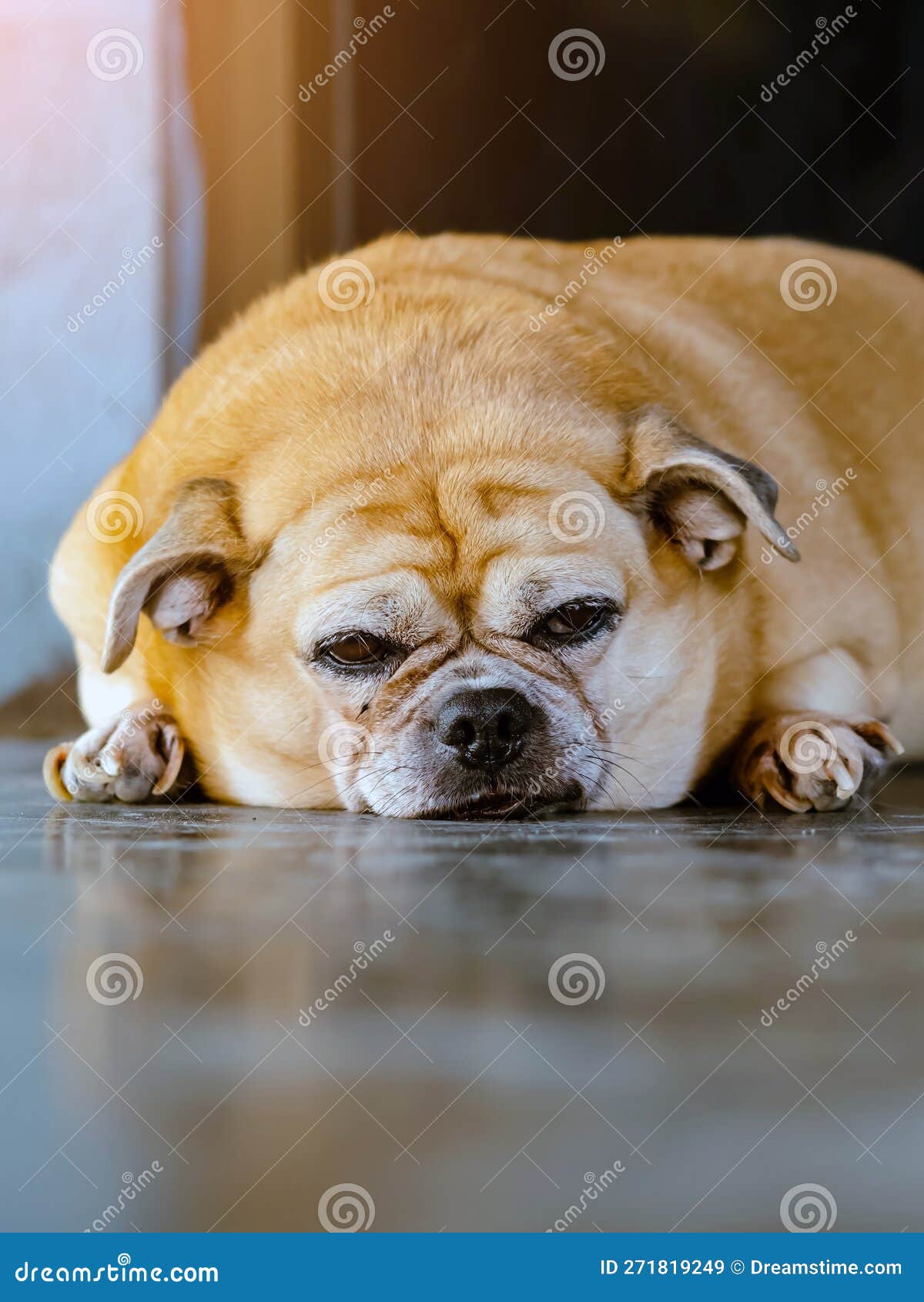 https://thumbs.dreamstime.com/z/fett-brauner-alter-hund-der-vor-t%C3%BCr-liegt-und-darauf-wartet-dass-sein-besitzer-nach-hause-kommt-einsam-s%C3%BC%C3%9Fer-auf-dem-271819249.jpg