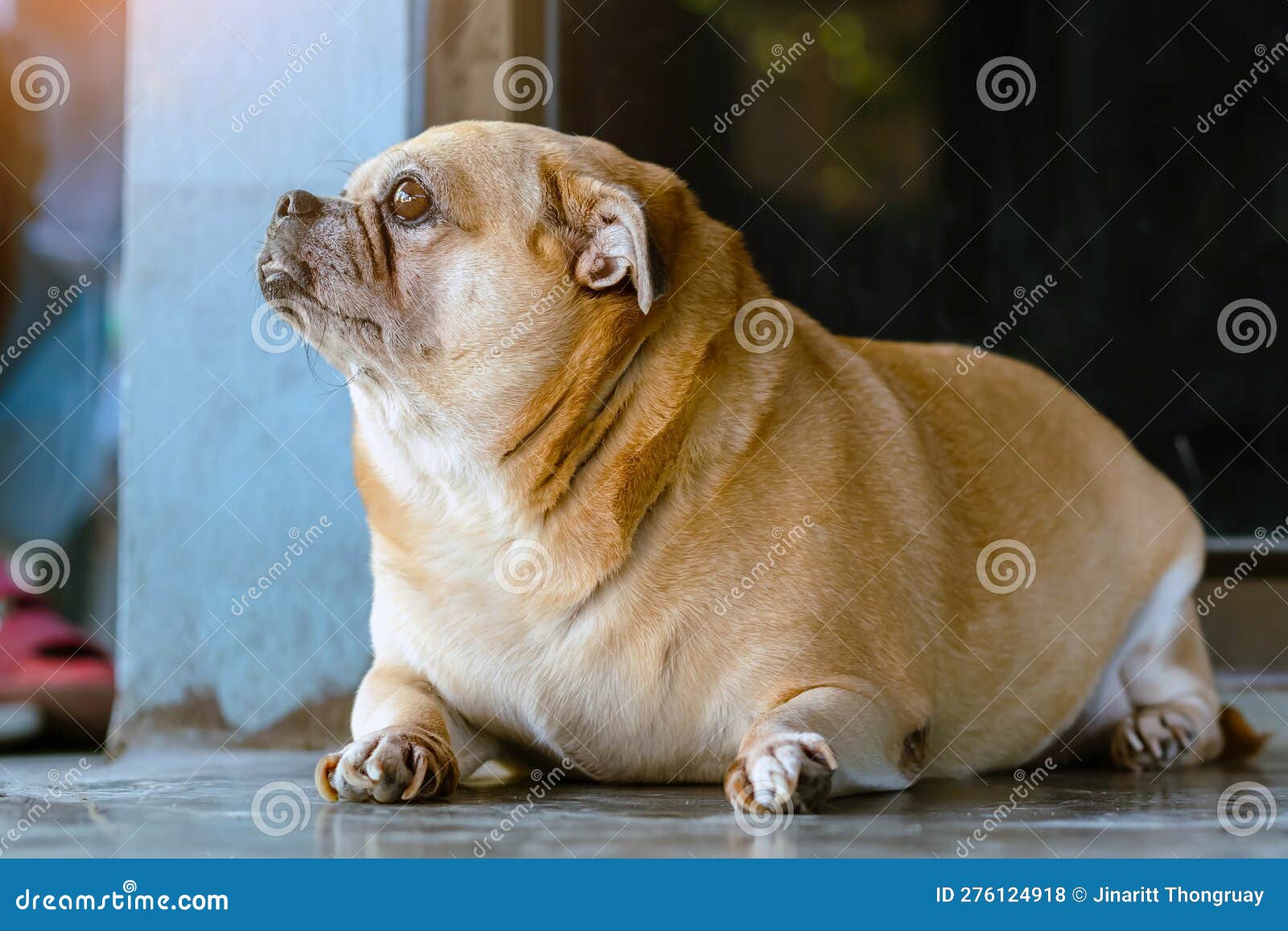 https://thumbs.dreamstime.com/z/fett-brauner-alter-hund-der-vor-t%C3%BCr-liegt-und-darauf-wartet-dass-sein-besitzer-nach-hause-kommt-einsam-s%C3%BC%C3%9Fer-auf-dem-276124918.jpg