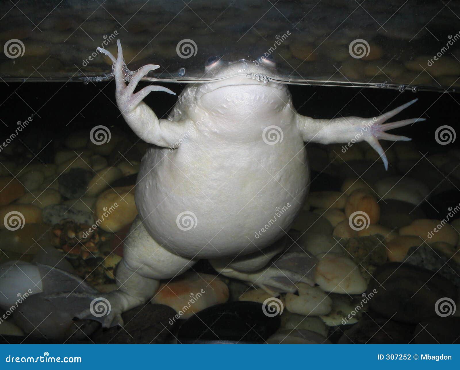 Fetter Frosch stockfoto. Bild von sprung, kröte, becken 307252
