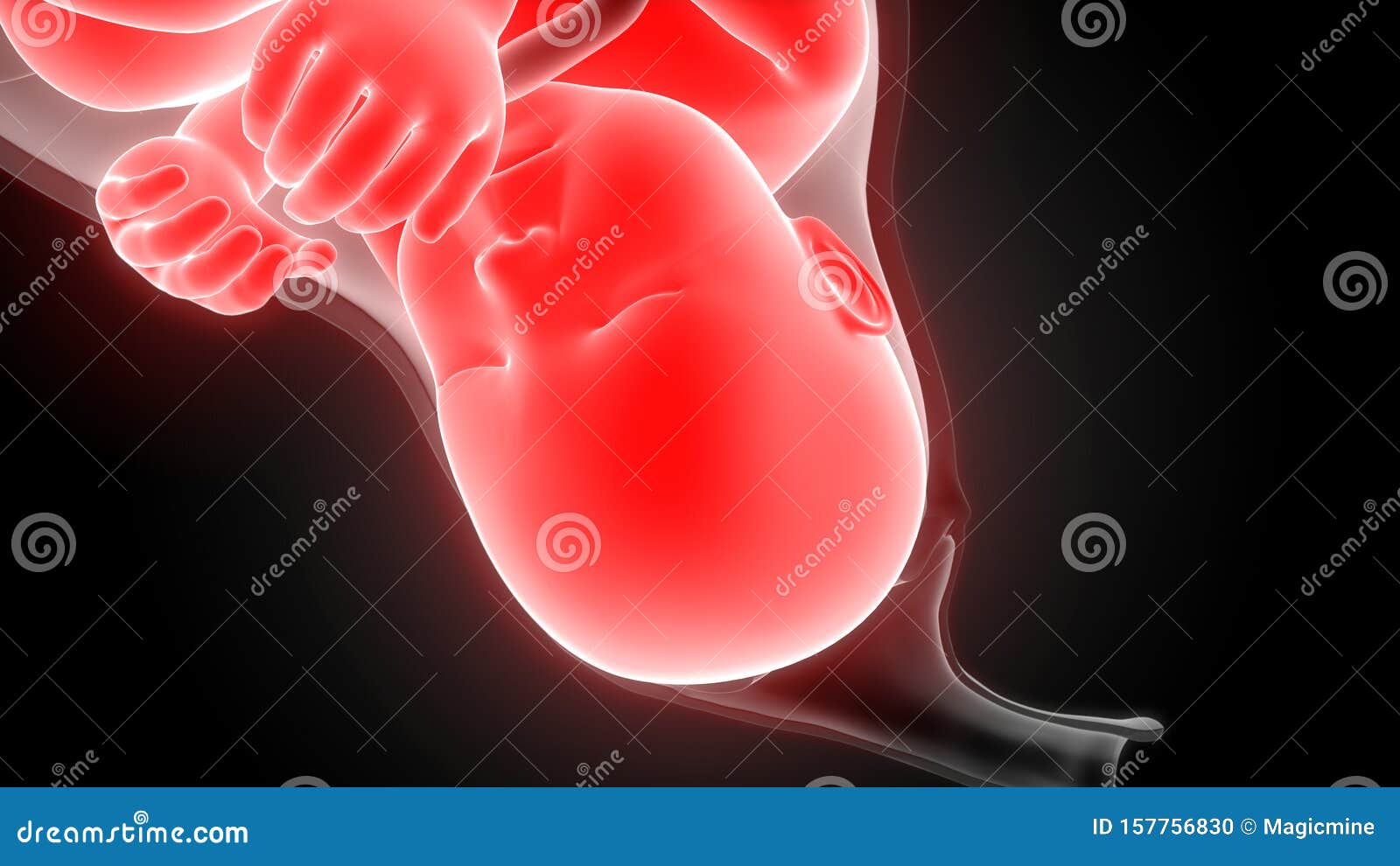 Fetus Baby in Womb Anatomy stock illustration ...