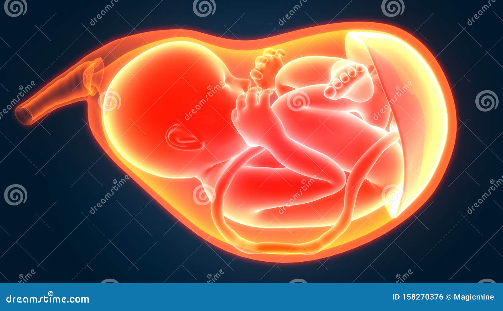 Pregnant Anatomy And The Fetus Cartoon Vector Biology Diagrams