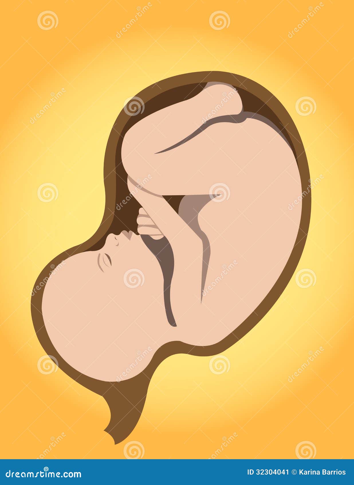 Fetus stock illustration. Illustration of uterus, child ...