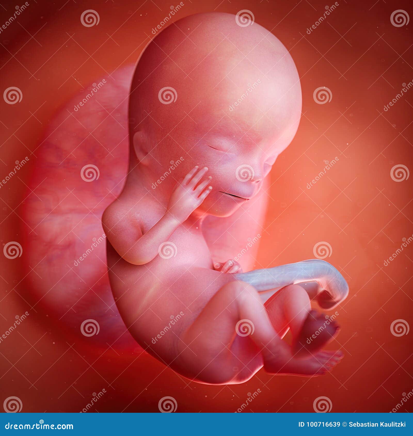a fetus week 12