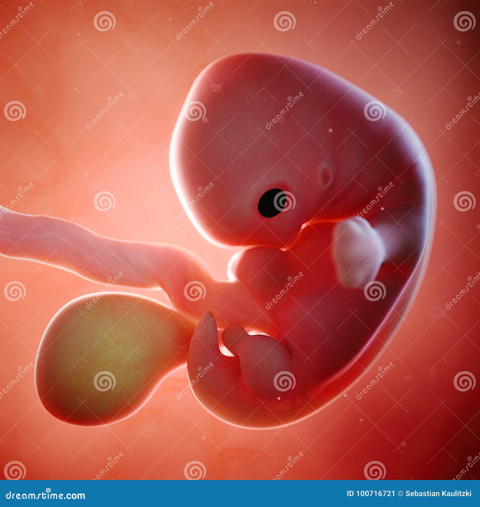 a fetus week 7